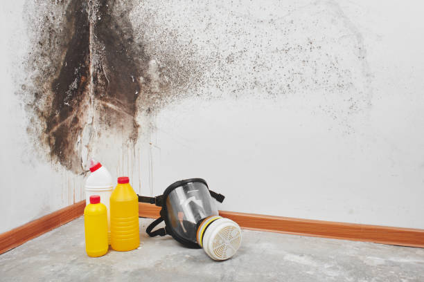 Best Mold Removal for HVAC Installations  in South Huntington, NY